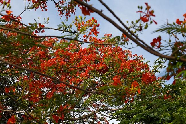 Suan Luang-JUN14-011